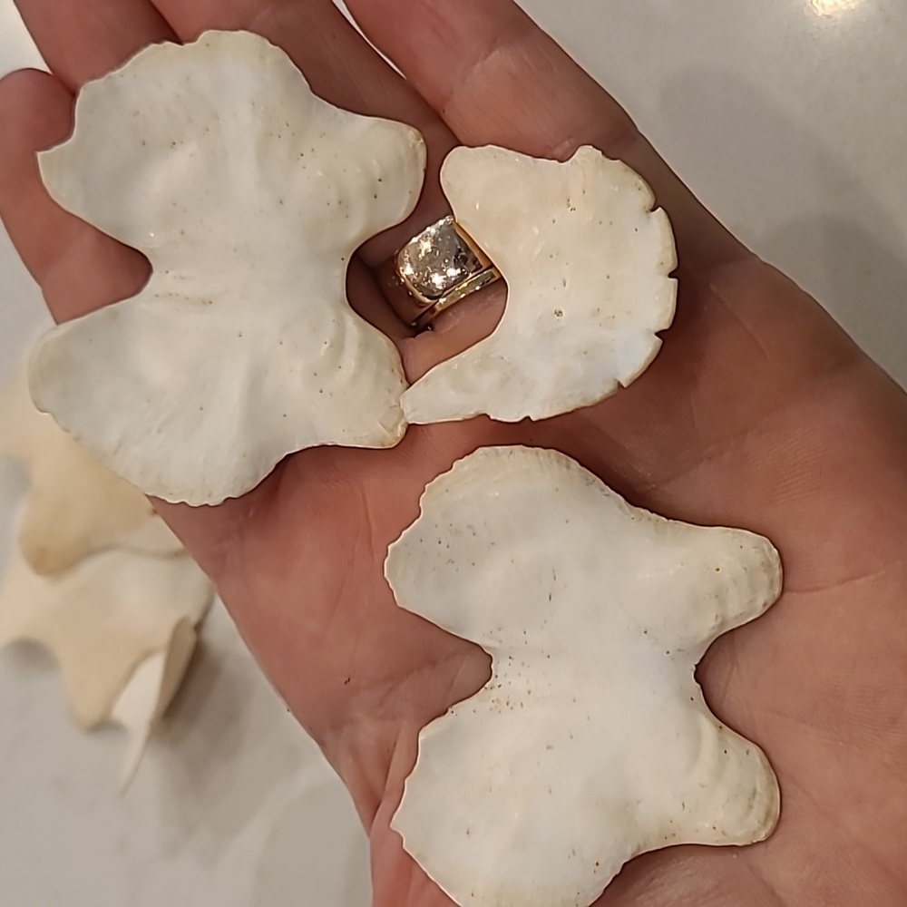 Butterfly 🦋 Shaped Craft Shells - Picture 8 of 8